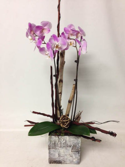 P-Orchid Plant